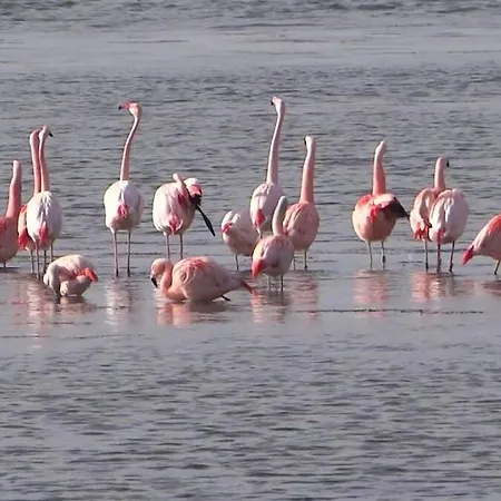 Дом отдыха Beachvibe Met Zandtuin Vlakbij Zee Vp091