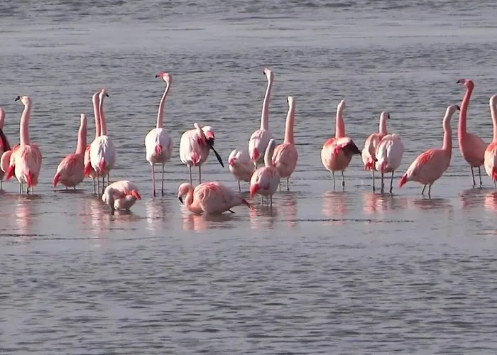 Casa vacanze Beachvibe Met Zandtuin Vlakbij Zee Vp091